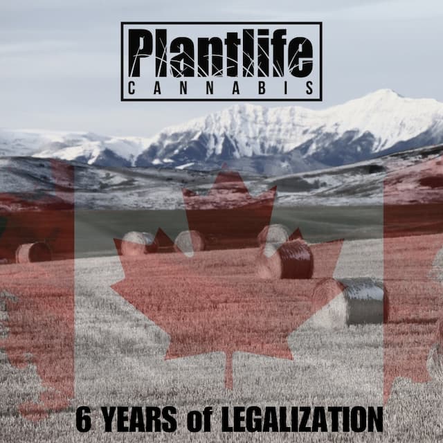 PLANTLIFE CANNABIS - SIXTH LEGALIZATION ANNIVERSARY